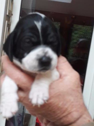 Chiots 15 jours