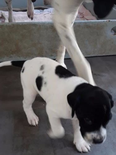  Chiots 1 mois