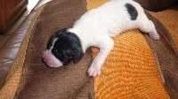 CHIOT