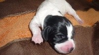 CHIOT