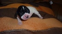 CHIOT